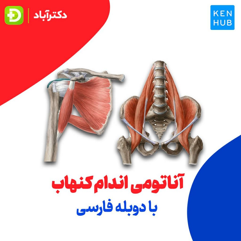 دوره آموزشی آناتومی کنهاب دکترآباد