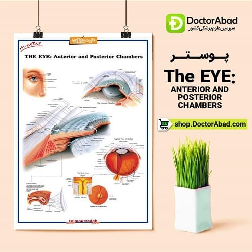 پوستر THE EYE ANTERIOR AND POSTERIOR CHAMBERS